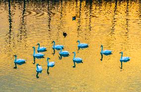Cygnets Swim in the Hongze Lake Wetland in Suqian