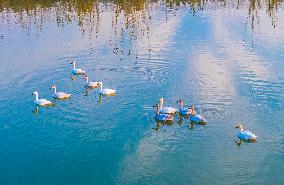 Cygnets Swim in the Hongze Lake Wetland in Suqian
