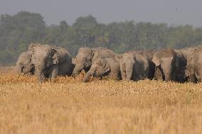 India Wildlife