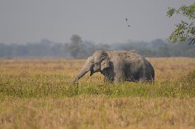 India Wildlife