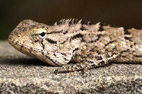 Oriental Garden Lizard - India