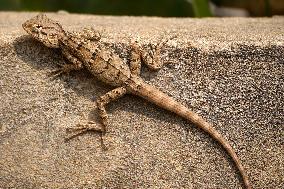 Oriental Garden Lizard - India