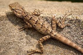 Oriental Garden Lizard - India