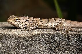 Oriental Garden Lizard - India