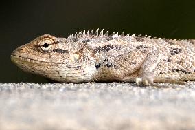 Oriental Garden Lizard - India