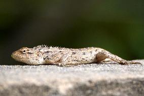 Oriental Garden Lizard - India