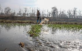 Winter Wheat Maintenance in Yuncheng