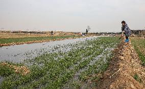 Winter Wheat Maintenance in Yuncheng