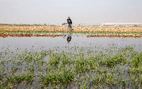 Winter Wheat Maintenance in Yuncheng