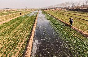 Winter Wheat Maintenance in Yuncheng