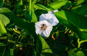 Animal India - Giant Honey Bee - Apis Dorsata