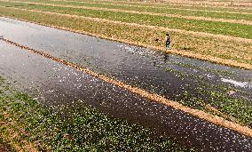 Winter Wheat Maintenance in Yuncheng