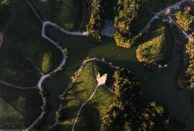 CHINA-HUBEI-HEFENG-TEA GARDEN-SCENERY (CN)