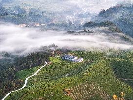 CHINA-HUBEI-HEFENG-TEA GARDEN-SCENERY (CN)