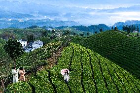 CHINA-HUBEI-HEFENG-TEA GARDEN-SCENERY (CN)