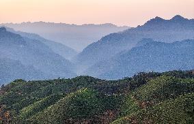 CHINA-HUBEI-HEFENG-TEA GARDEN-SCENERY (CN)