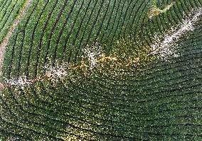 CHINA-HUBEI-HEFENG-TEA GARDEN-SCENERY (CN)