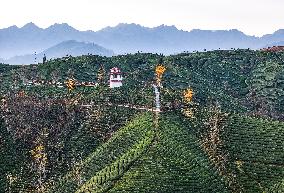 CHINA-HUBEI-HEFENG-TEA GARDEN-SCENERY (CN)