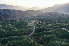 CHINA-HUBEI-HEFENG-TEA GARDEN-SCENERY (CN)