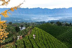 CHINA-HUBEI-HEFENG-TEA GARDEN-SCENERY (CN)