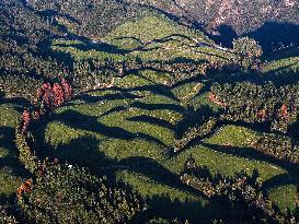 CHINA-HUBEI-HEFENG-TEA GARDEN-SCENERY (CN)