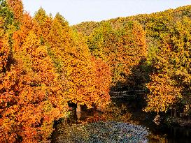 A Colorful Fir Forest in The Ming Xiaoling Mausoleum in Nanjing