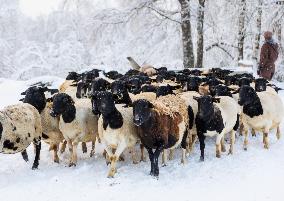 Livestock in winter