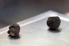 Rungis International Market - Southern Paris