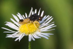 Jagged Ambush Bug