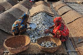 Organic Dried Fish Production - Bangladesh