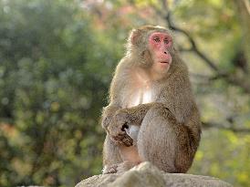 Japan's monkey queen