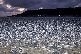 Sardines, mackerel washed up on northern Japan beach
