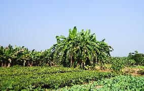 Banana Cultivation In India