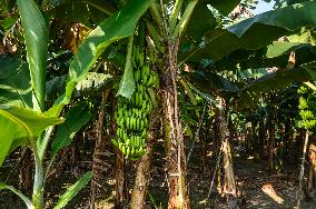 Banana Cultivation In India