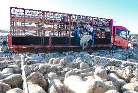 Agricultural and Livestock Products Trading Market in Ordos