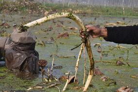 Kashmiri Farmer Extract Lotus Stems In Frozen Waters