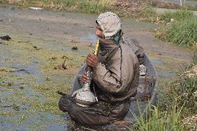 Kashmiri Farmer Extract Lotus Stems In Frozen Waters