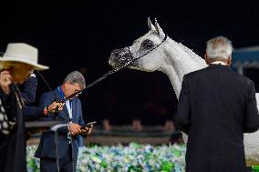 World Arabian Horse Championship 2023