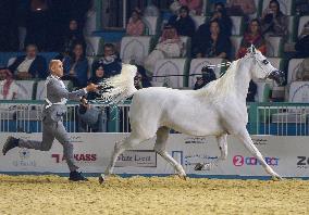 World Arabian Horse Championship 2023