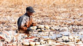 Farmers Pick Lotus Roots in Suqian