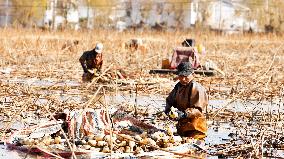 Farmers Pick Lotus Roots in Suqian