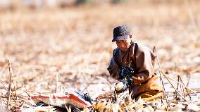 Farmers Pick Lotus Roots in Suqian