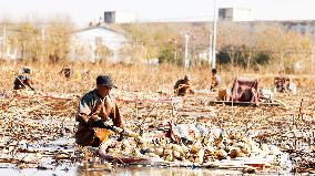 Farmers Pick Lotus Roots in Suqian