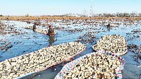 Farmers Pick Lotus Roots in Suqian