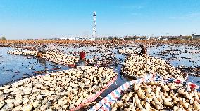 Farmers Pick Lotus Roots in Suqian