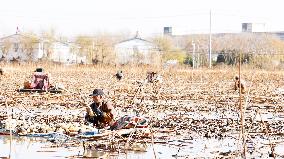 Farmers Pick Lotus Roots in Suqian