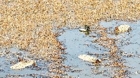 Farmers Pick Lotus Roots in Suqian