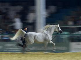 World Arabian Horse Championship 2023