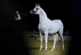 World Arabian Horse Championship 2023