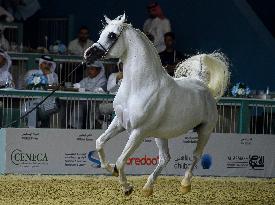 World Arabian Horse Championship 2023